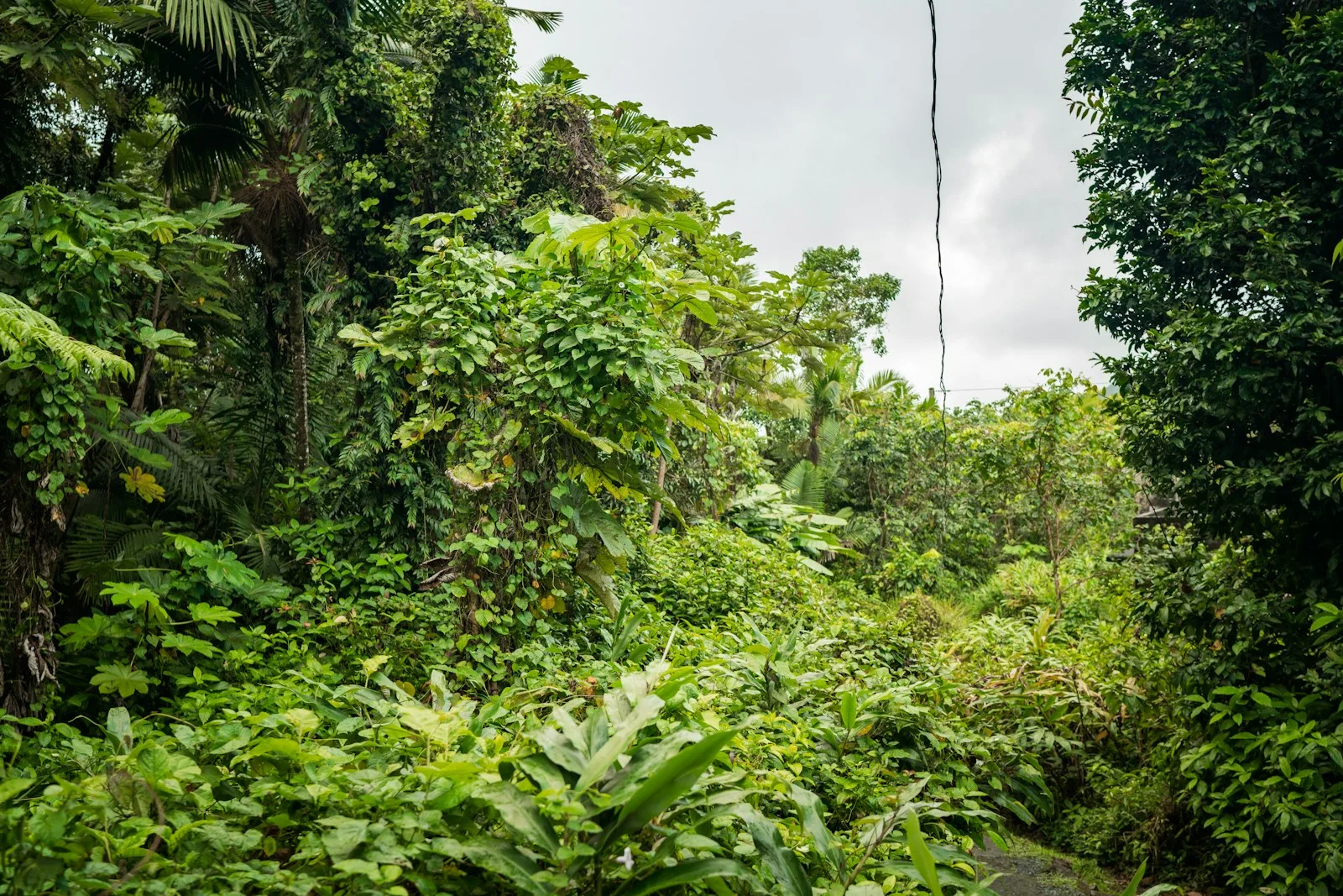 Dense greenery in El Yunque