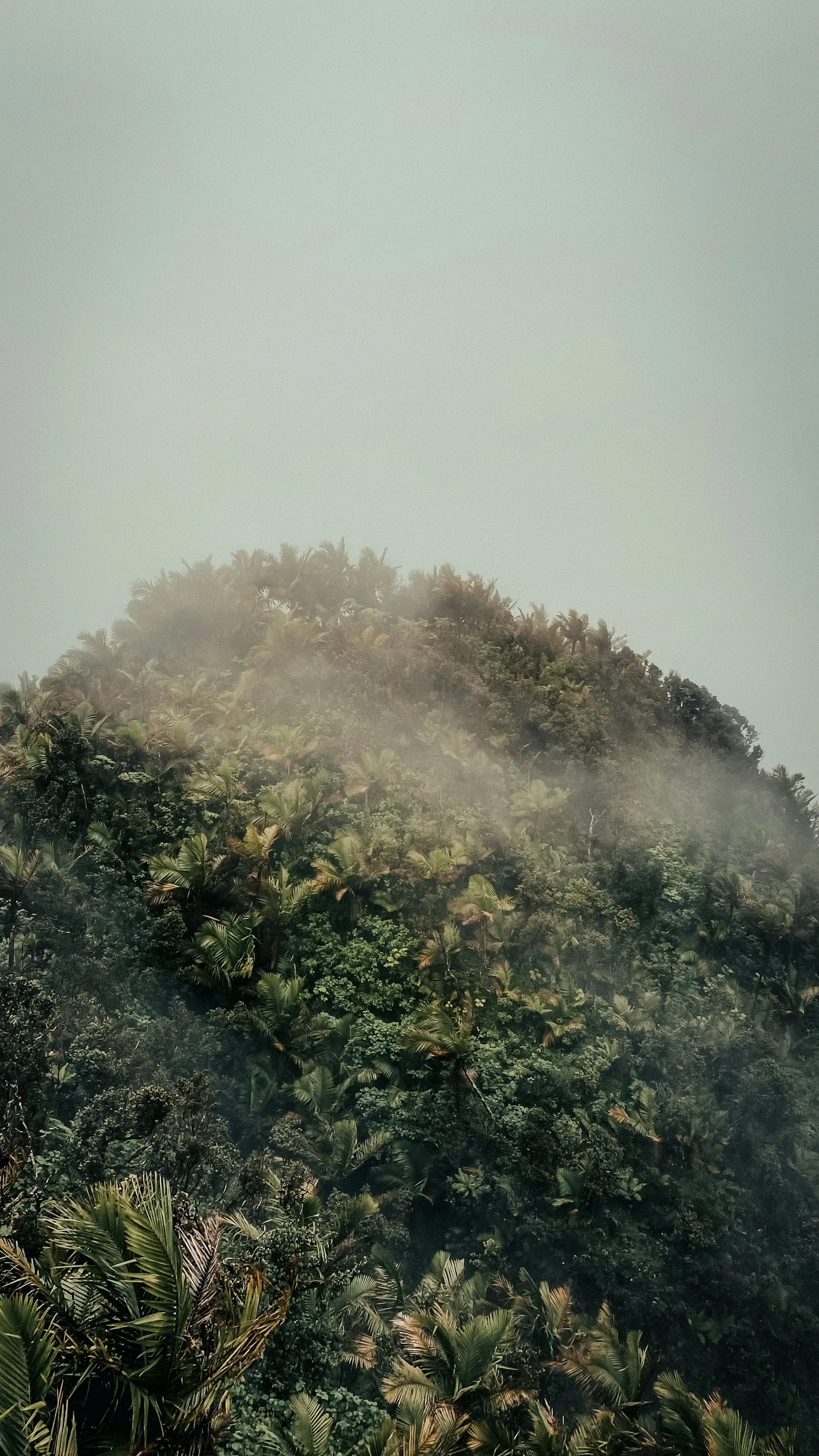 Low cloud over the forest