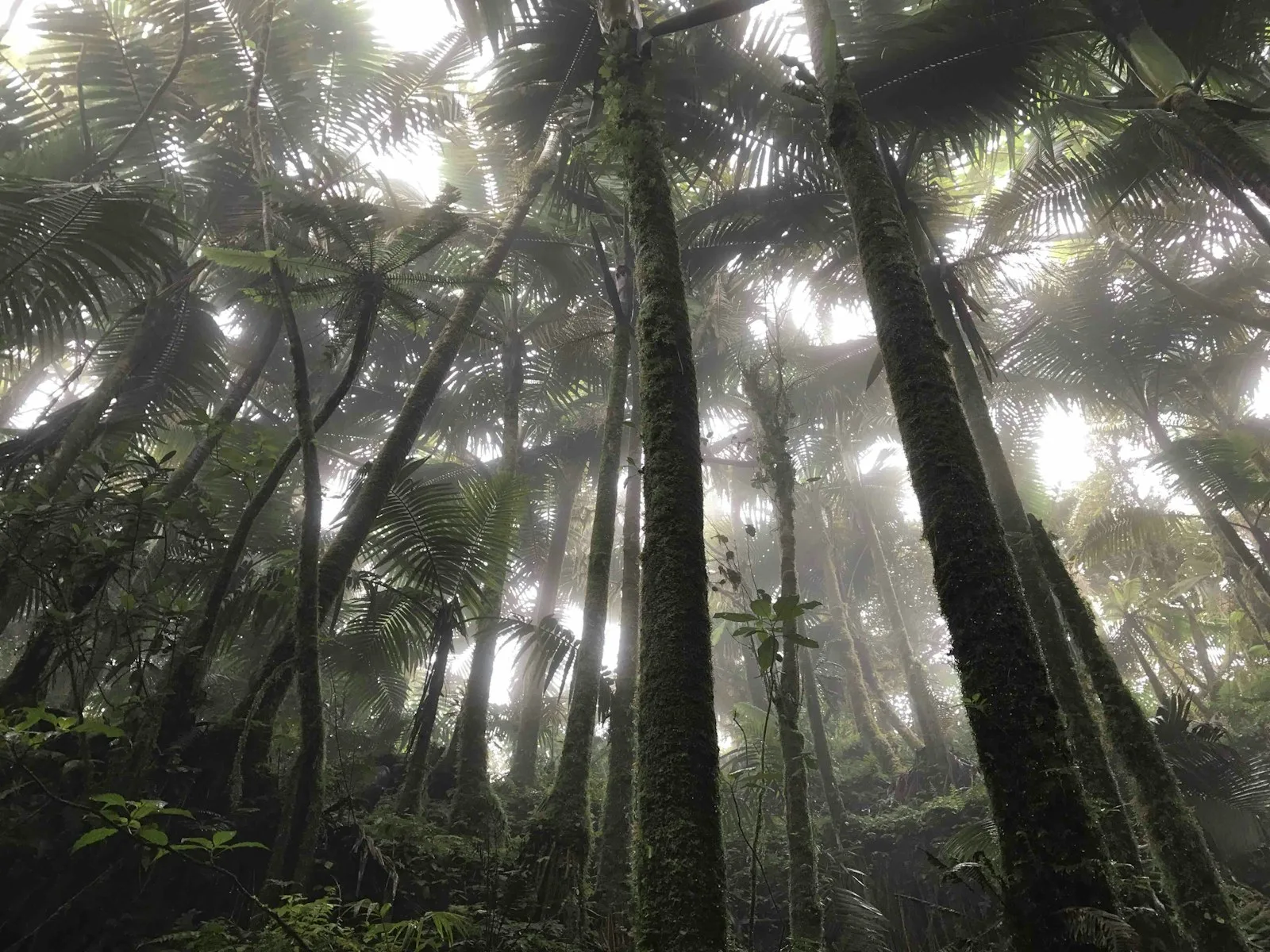 Looking up through the canopy