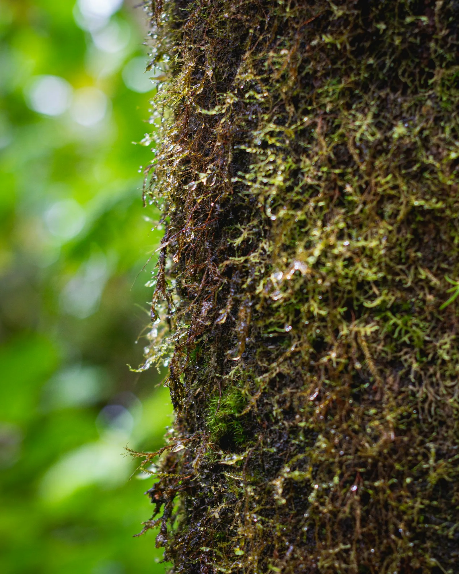 Moss along a forest tree trunk