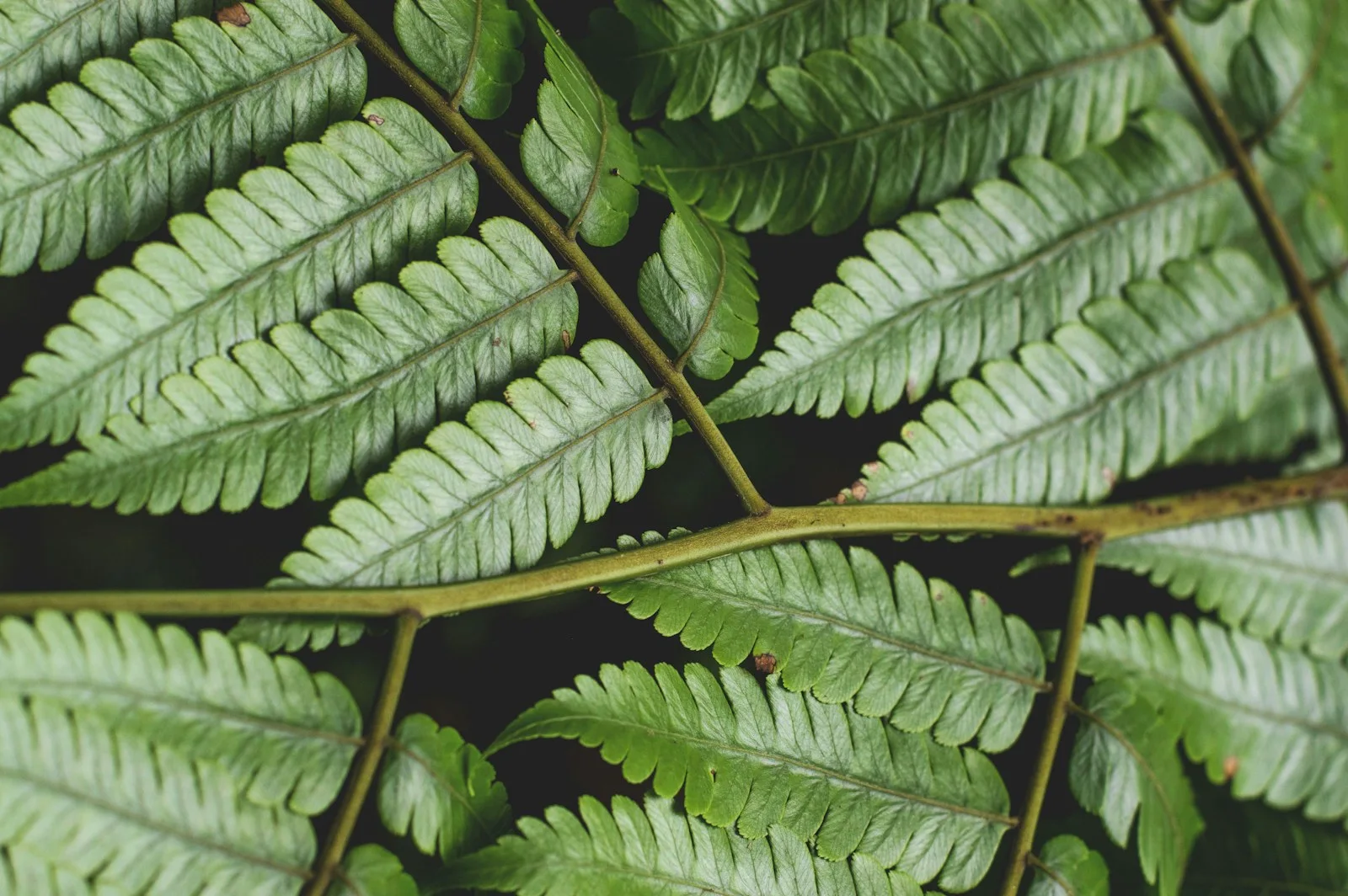 Ferns in the rainforest