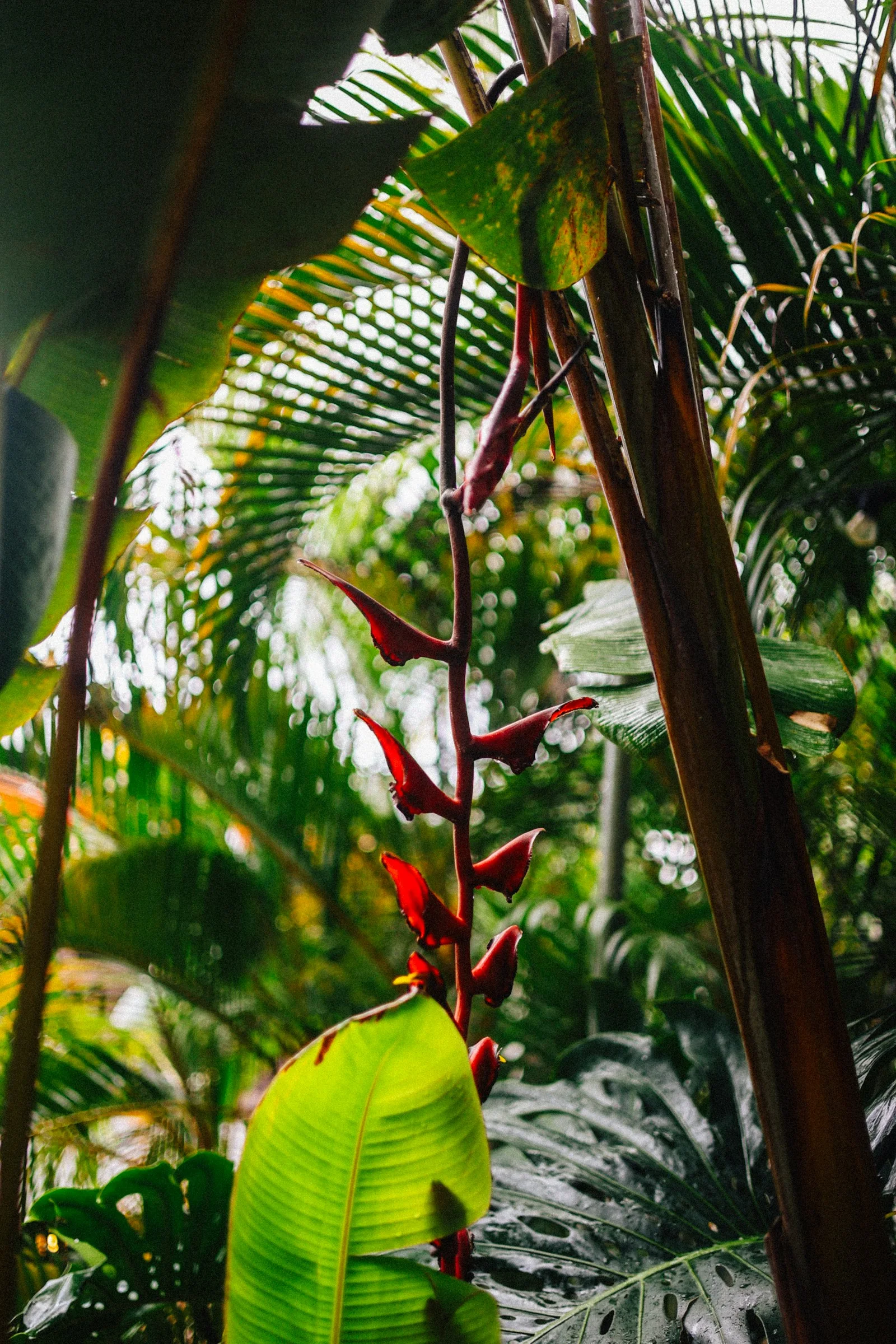 Red flowers beneath the palms
