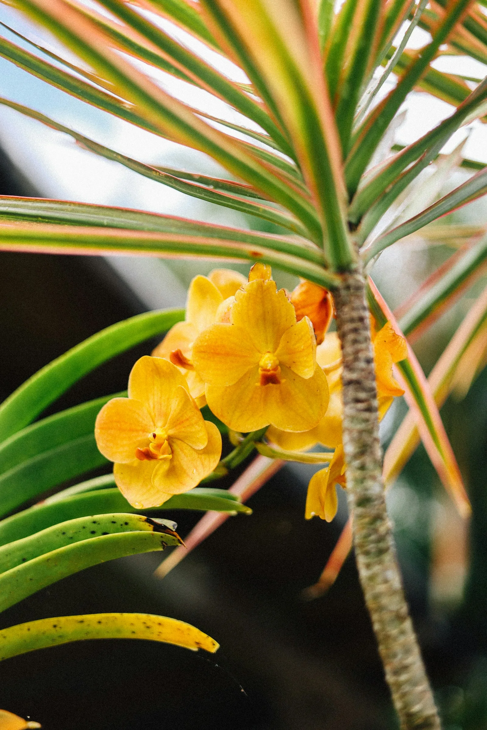 Yellow flowers among the leaves