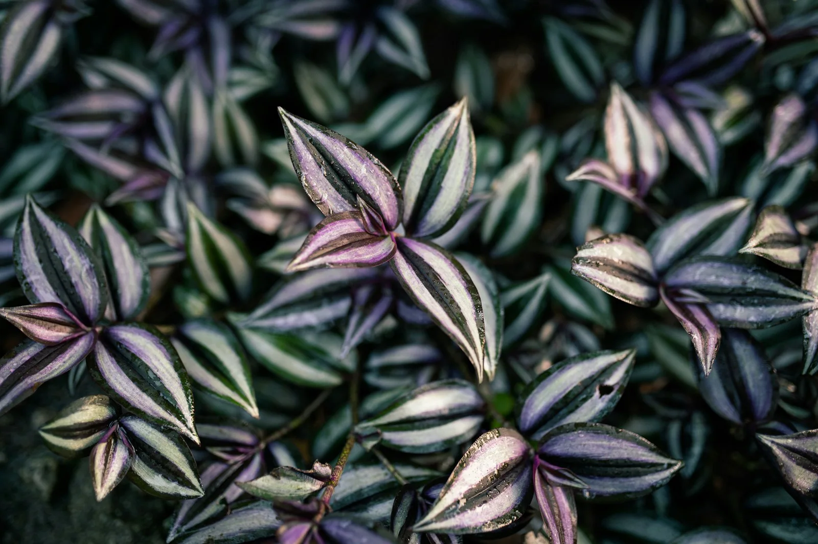 Purple foliage in El Yunque