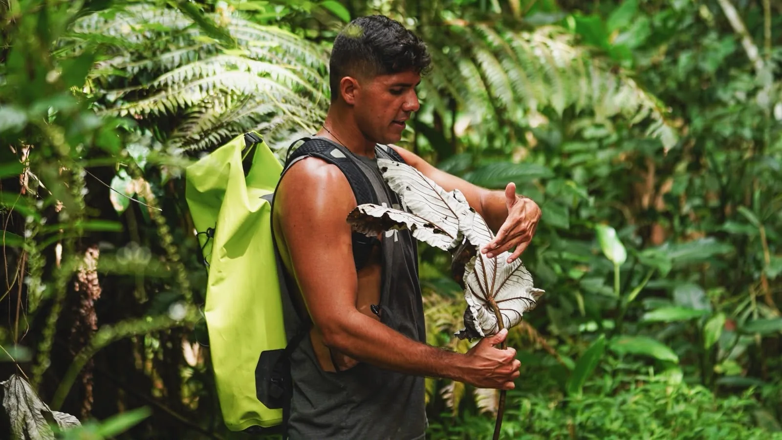 A Spotin guide showing a leaf in the rainforest