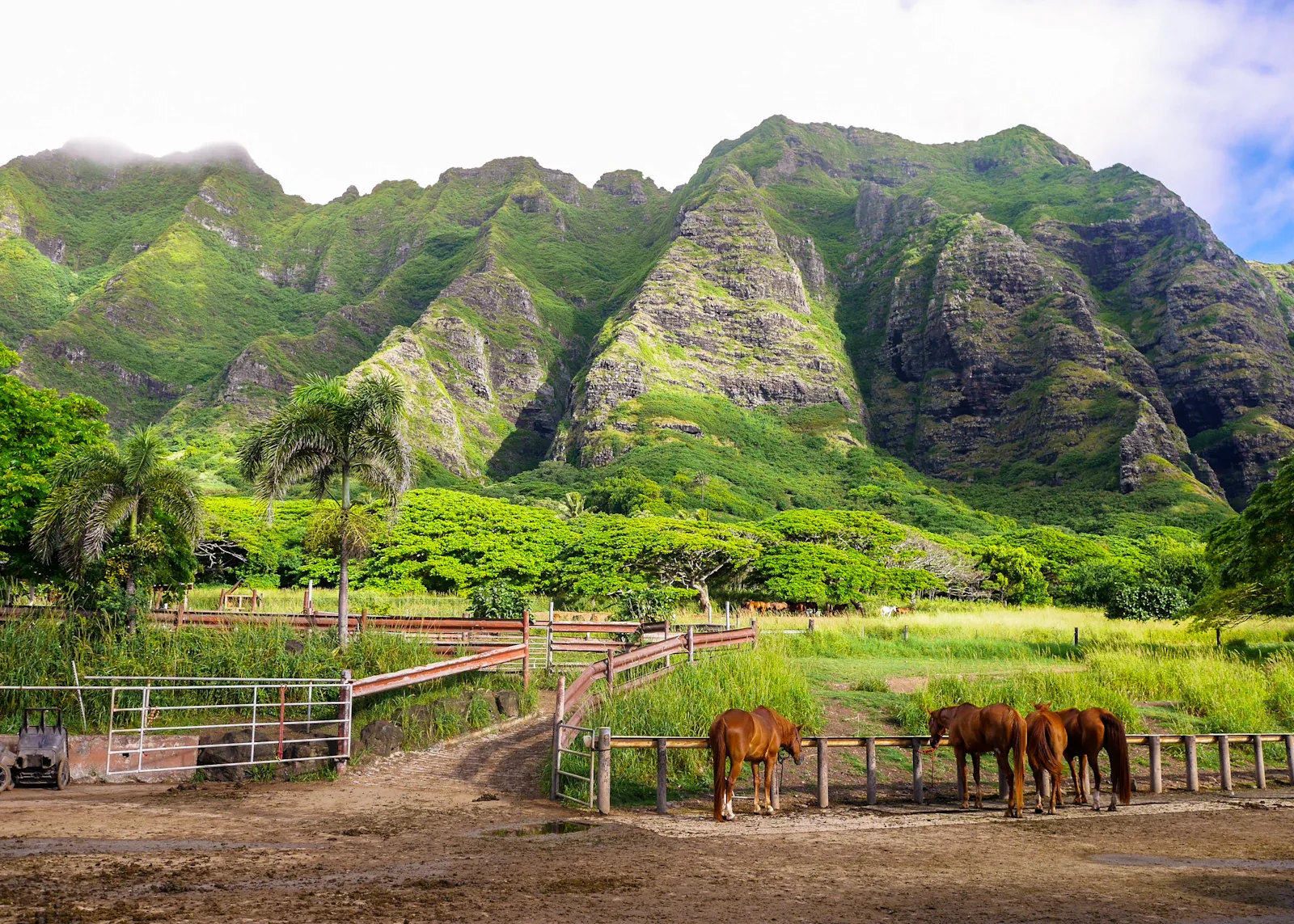 Horses grazing below the Kualoa mountains