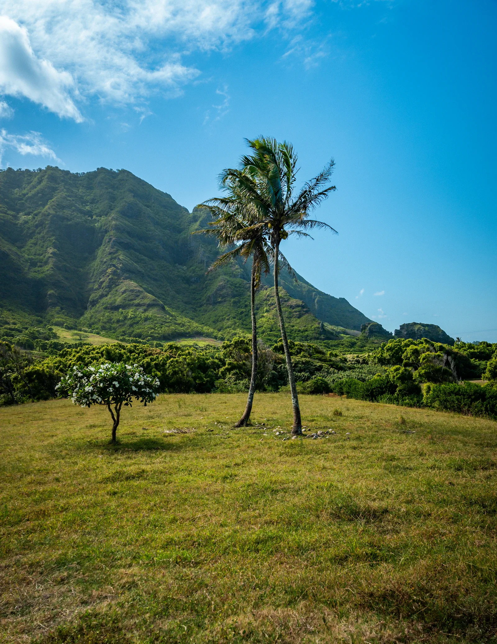 Two palms in a grassy field at Kualoa Ranch