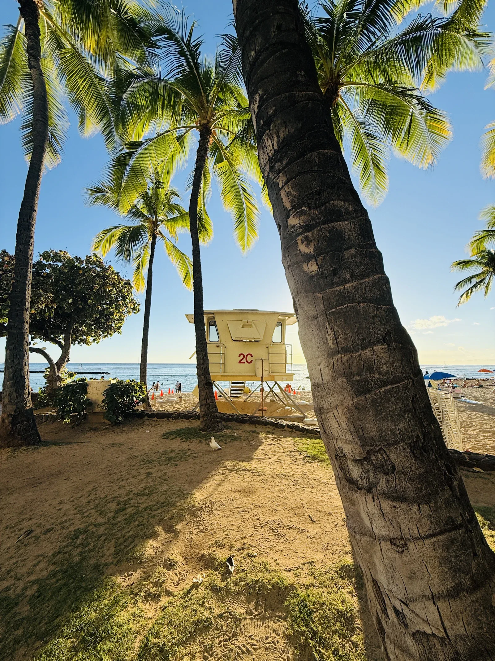 Palms and a lifeguard tower at Waikiki Beach